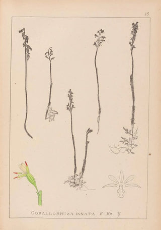 Louis Antoine Cusin - Herbier de la flore franaise Pl0996.webp