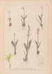 Herbier de la flore française Pl0997 - Louis Antoine Cusin — Ansicht des Kunstwerks