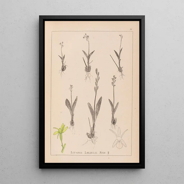 Louis Antoine Cusin - Herbier de la flore franaise Pl0997.webp