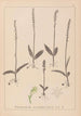 Herbier de la flore française Pl1000 - Louis Antoine Cusin — Ansicht des Kunstwerks