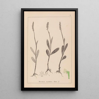 Louis Antoine Cusin - Herbier de la flore franaise Pl1001.webp