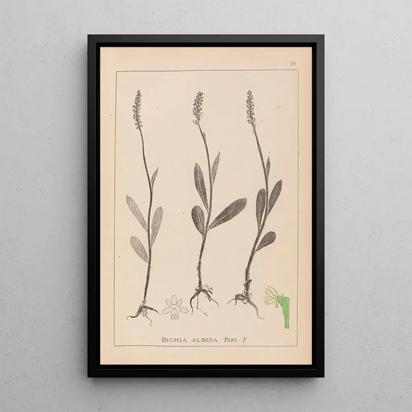 Louis Antoine Cusin - Herbier de la flore franaise Pl1001.webp