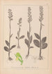 Herbier de la flore française Pl1004 - Louis Antoine Cusin — Ansicht des Kunstwerks