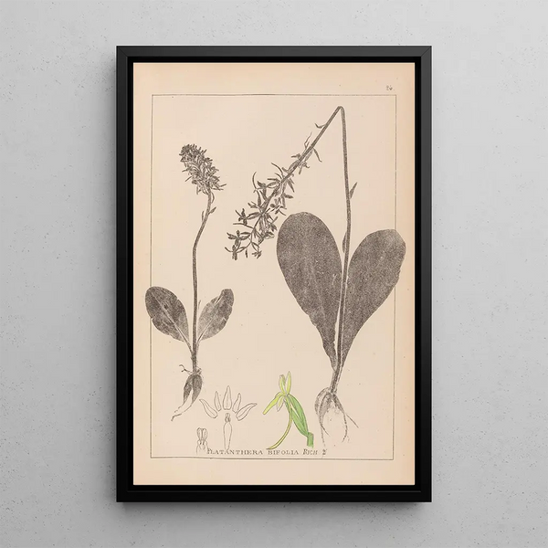 Louis Antoine Cusin - Herbier de la flore franaise Pl1005.webp