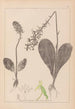 Herbier de la flore française Pl1005 - Louis Antoine Cusin — Ansicht des Kunstwerks