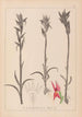 Herbier de la flore française Pl1009 - Louis Antoine Cusin — Ansicht des Kunstwerks