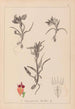 Herbier de la flore française Pl1011 - Louis Antoine Cusin — Ansicht des Kunstwerks