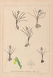 Herbier de la flore française Pl1014 - Louis Antoine Cusin — Ansicht des Kunstwerks