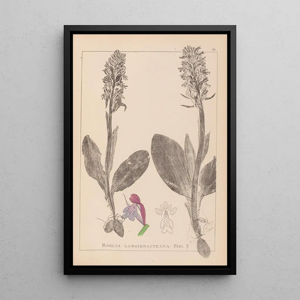 Louis Antoine Cusin - Herbier de la flore franaise Pl1017.webp