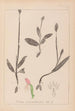 Herbier de la flore française Pl1019 - Louis Antoine Cusin — Ansicht des Kunstwerks