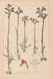 Herbier de la flore française Pl1020 - Louis Antoine Cusin — Ansicht des Kunstwerks