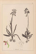 Herbier de la flore française Pl1021 - Louis Antoine Cusin — Ansicht des Kunstwerks