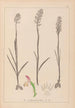 Herbier de la flore française Pl1024 - Louis Antoine Cusin — Ansicht des Kunstwerks