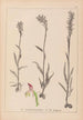 Herbier de la flore française Pl1025 - Louis Antoine Cusin — Ansicht des Kunstwerks