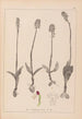 Herbier de la flore française Pl1026 - Louis Antoine Cusin — Ansicht des Kunstwerks