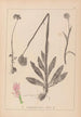 Herbier de la flore française Pl1027 - Louis Antoine Cusin — Ansicht des Kunstwerks