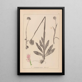 Louis Antoine Cusin - Herbier de la flore franaise Pl1027.webp