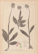Herbier de la flore française Pl1028 - Louis Antoine Cusin — Ansicht des Kunstwerks