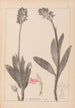 Herbier de la flore française Pl1029 - Louis Antoine Cusin — Ansicht des Kunstwerks