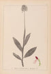 Herbier de la flore française Pl1030 - Louis Antoine Cusin — Ansicht des Kunstwerks