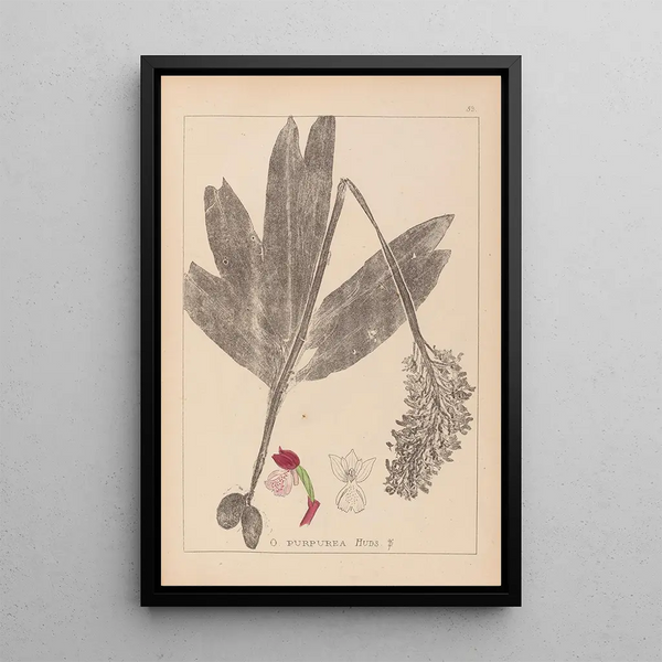 Louis Antoine Cusin - Herbier de la flore franaise Pl1032.webp