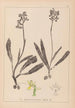 Herbier de la flore française Pl1033 - Louis Antoine Cusin — Ansicht des Kunstwerks