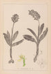 Herbier de la flore française Pl1036 - Louis Antoine Cusin — Ansicht des Kunstwerks