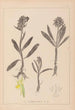 Herbier de la flore française Pl1041 - Louis Antoine Cusin — Ansicht des Kunstwerks
