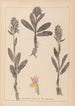 Herbier de la flore française Pl1042 - Louis Antoine Cusin — Ansicht des Kunstwerks