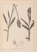 Herbier de la flore française Pl1043 - Louis Antoine Cusin — Ansicht des Kunstwerks