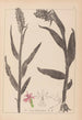 Herbier de la flore française Pl1045 - Louis Antoine Cusin — Ansicht des Kunstwerks
