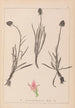 Herbier de la flore française Pl1047 - Louis Antoine Cusin — Ansicht des Kunstwerks