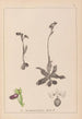 Herbier de la flore française Pl1051 - Louis Antoine Cusin — Ansicht des Kunstwerks