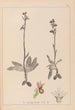 Herbier de la flore française Pl1053 - Louis Antoine Cusin — Ansicht des Kunstwerks