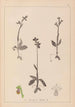 Herbier de la flore française Pl1058 - Louis Antoine Cusin — Ansicht des Kunstwerks