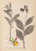 Herbier de la flore française Pl1059 - Louis Antoine Cusin — Ansicht des Kunstwerks