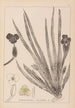 Herbier de la flore française Pl1061 - Louis Antoine Cusin — Ansicht des Kunstwerks