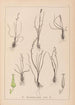 Herbier de la flore française Pl1065 - Louis Antoine Cusin — Ansicht des Kunstwerks