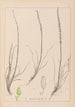 Herbier de la flore française Pl1066 - Louis Antoine Cusin — Ansicht des Kunstwerks