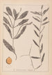 Herbier de la flore française Pl1072 - Louis Antoine Cusin — Ansicht des Kunstwerks