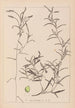 Herbier de la flore française Pl1073 - Louis Antoine Cusin — Ansicht des Kunstwerks