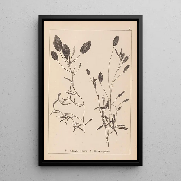 Louis Antoine Cusin - Herbier de la flore franaise Pl1074.webp