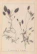Herbier de la flore française Pl1074 - Louis Antoine Cusin — Ansicht des Kunstwerks