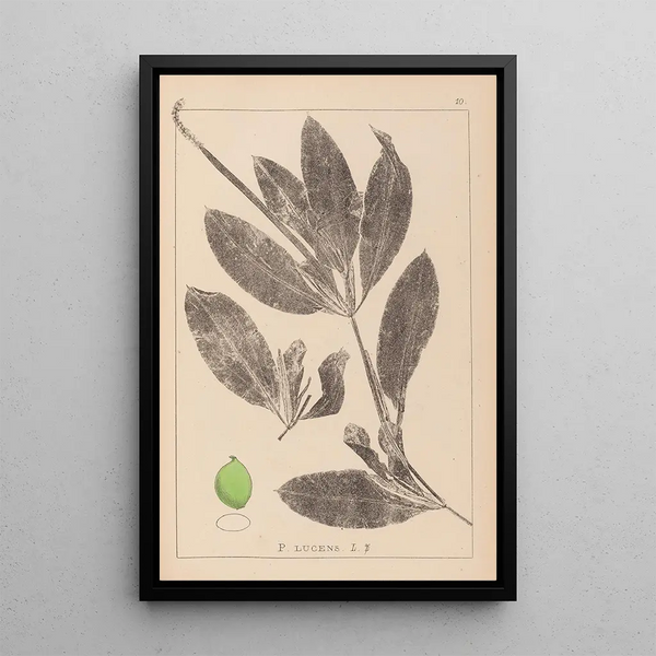 Louis Antoine Cusin - Herbier de la flore franaise Pl1076.webp