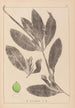 Herbier de la flore française Pl1076 - Louis Antoine Cusin — Ansicht des Kunstwerks