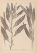 Herbier de la flore française Pl1077 - Louis Antoine Cusin — Ansicht des Kunstwerks