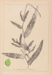 Herbier de la flore française Pl1078 - Louis Antoine Cusin — Ansicht des Kunstwerks