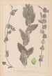 Herbier de la flore française Pl1079 - Louis Antoine Cusin — Ansicht des Kunstwerks