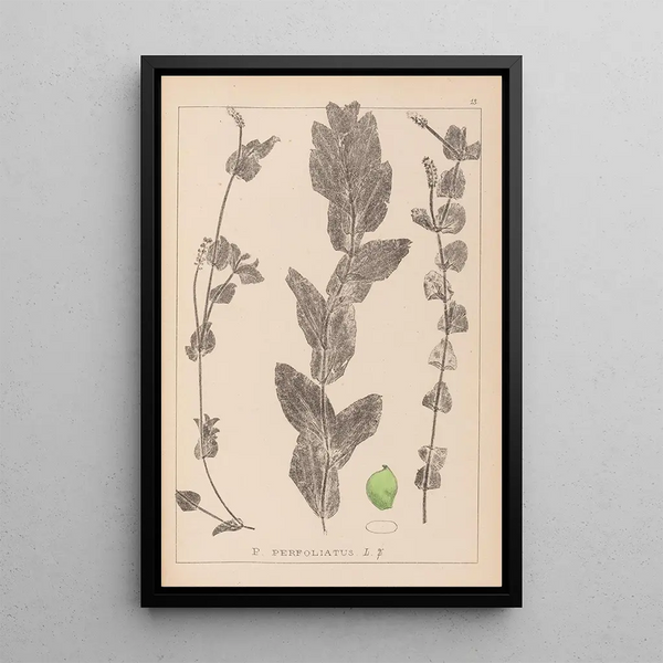 Louis Antoine Cusin - Herbier de la flore franaise Pl1079.webp