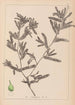 Herbier de la flore française Pl1080 - Louis Antoine Cusin — Ansicht des Kunstwerks